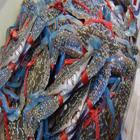 沈阳海鲜活体空运